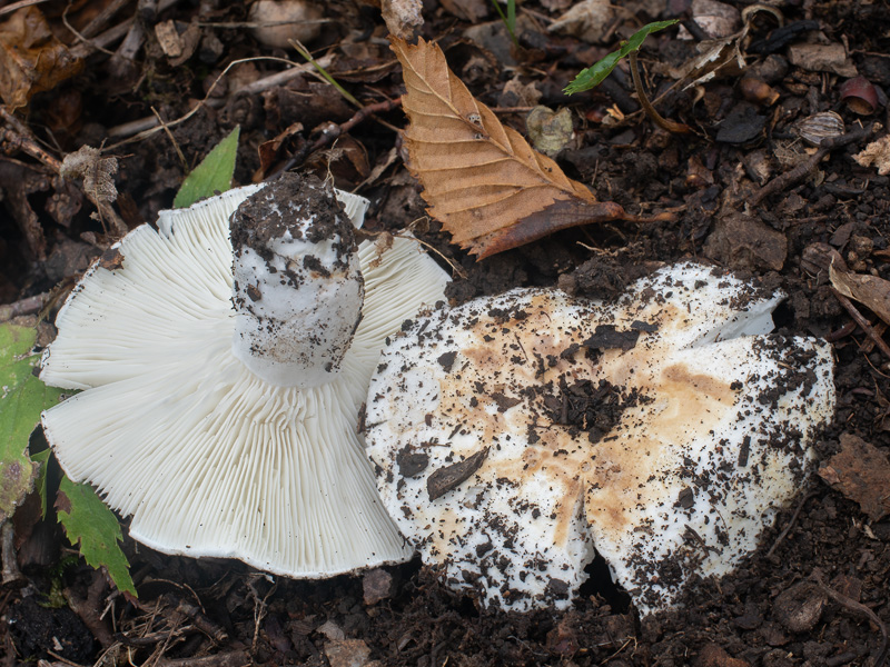 Russula chloroides